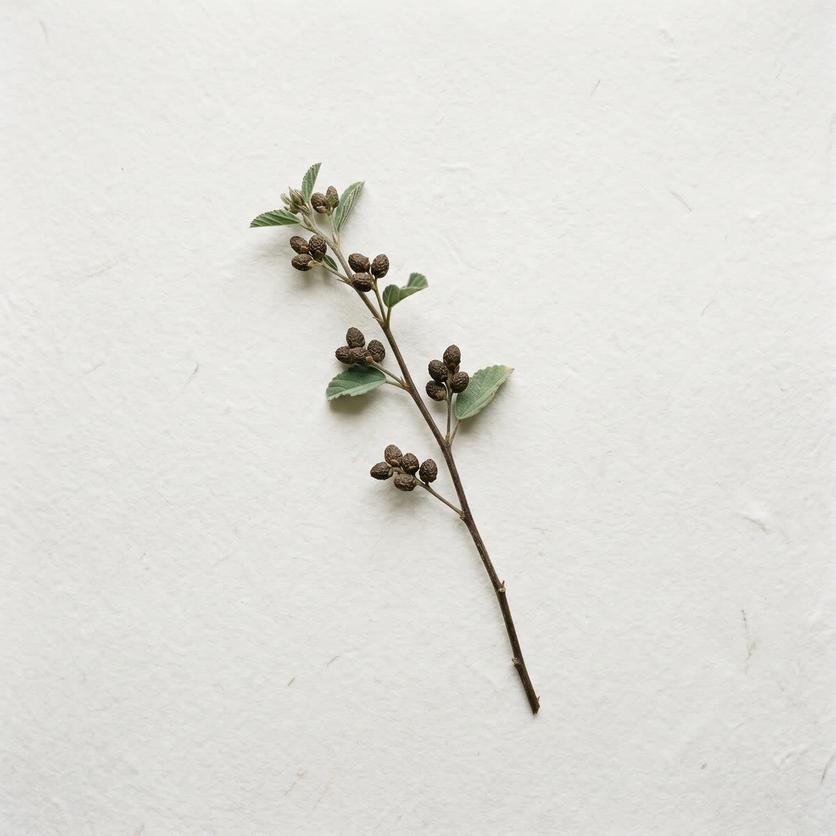 Bakuchi botanical